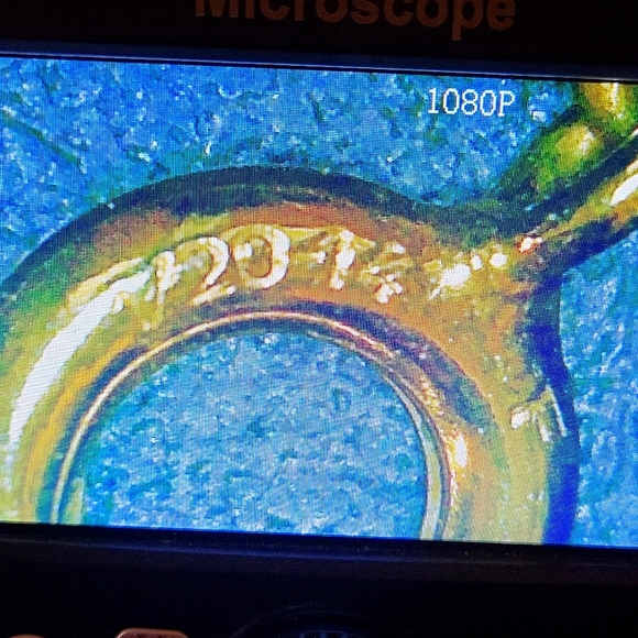 Sand Dollar Set - Picture 3 of 5